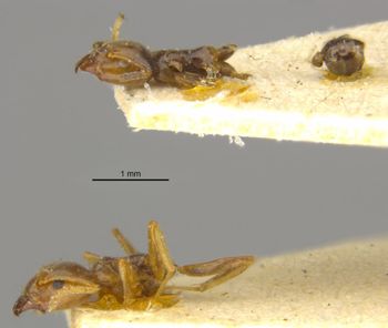 Media type: image;   Entomology 21355 Aspect: habitus lateral view